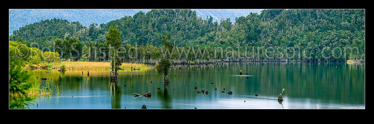 Image of Lake Poerua lined with Kahikatea (Dacrycarpus dacrydioides) forest, under Mount Te Kinga (1204m). Hohonu Forest behind. Calm lake surface. West coast or Westland panorama, Inchbonnie, Grey District, West Coast Region, New Zealand (NZ) stock photo image