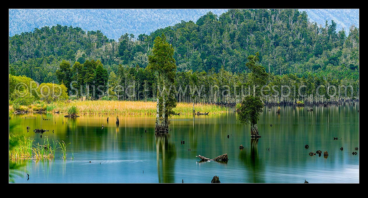 Image of Lake Poerua lined with Kahikatea (Dacrycarpus dacrydioides) forest, under Mount Te Kinga (1204m). Hohonu Forest behind. Calm lake surface. West coast or Westland panorama, Inchbonnie, Grey District, West Coast Region, New Zealand (NZ) stock photo image