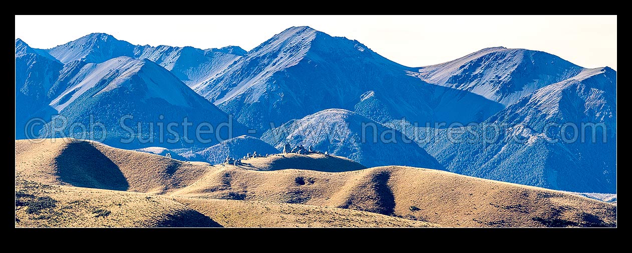 Image of Castle Hill (920m) with limestone boulders (centre left) amongst alpine landscape, with Mt Manson (1859m) in Craigieburn Range above. Panorama, Castle Hill, Selwyn District, Canterbury Region, New Zealand (NZ) stock photo image