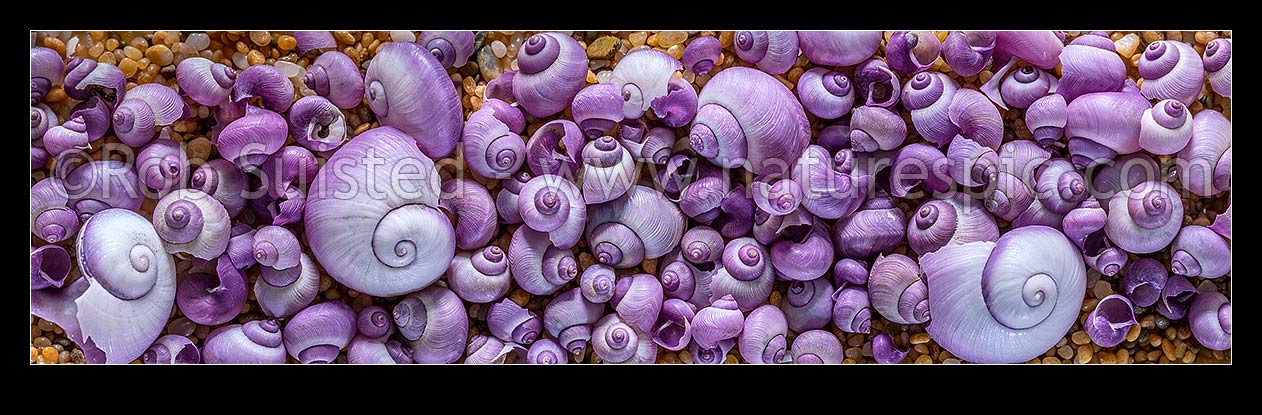 Image of Violet seashells, New Zealand native Glossy Violet Snail; Purple Sea Shell (Janthina (Violetta) globosa). Texture and design on golden sand. Panorama, New Zealand (NZ) stock photo image