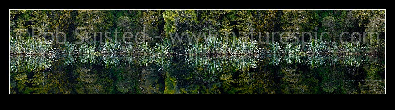 Image of Flax and rainforest reflections in lake. Native flax plants, leaves and Podocarp forest reflected in the shores of a calm wetland lake (Phormium tenax). Panorama, Westland Tai Poutini National Park, Westland District, West Coast Region, New Zealand (NZ) stock photo image