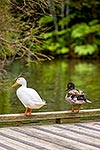 Pekin and mallard ducks