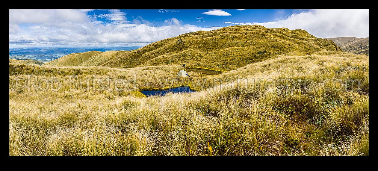 Image of Ruahine Ranges alpine camping amongst tussocks and alpine flowers. Tramper collecting water from alpine tarn. Summer flowering Bulbinella and Celmisia. Panorama, Ruahine Forest Park, New Zealand (NZ) stock photo image