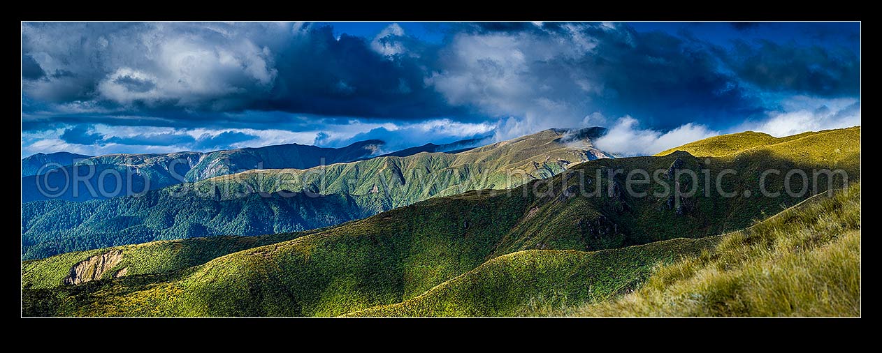 Image of Ruahine Range western ridgelines on the Whanahuia Range, in breaking weather. Hikurangi Range beyond. Alpine tussock tops and leatherwood band. Panorama, Ruahine Forest Park, Manawatu District, Manawatu-Wanganui Region, New Zealand (NZ) stock photo image