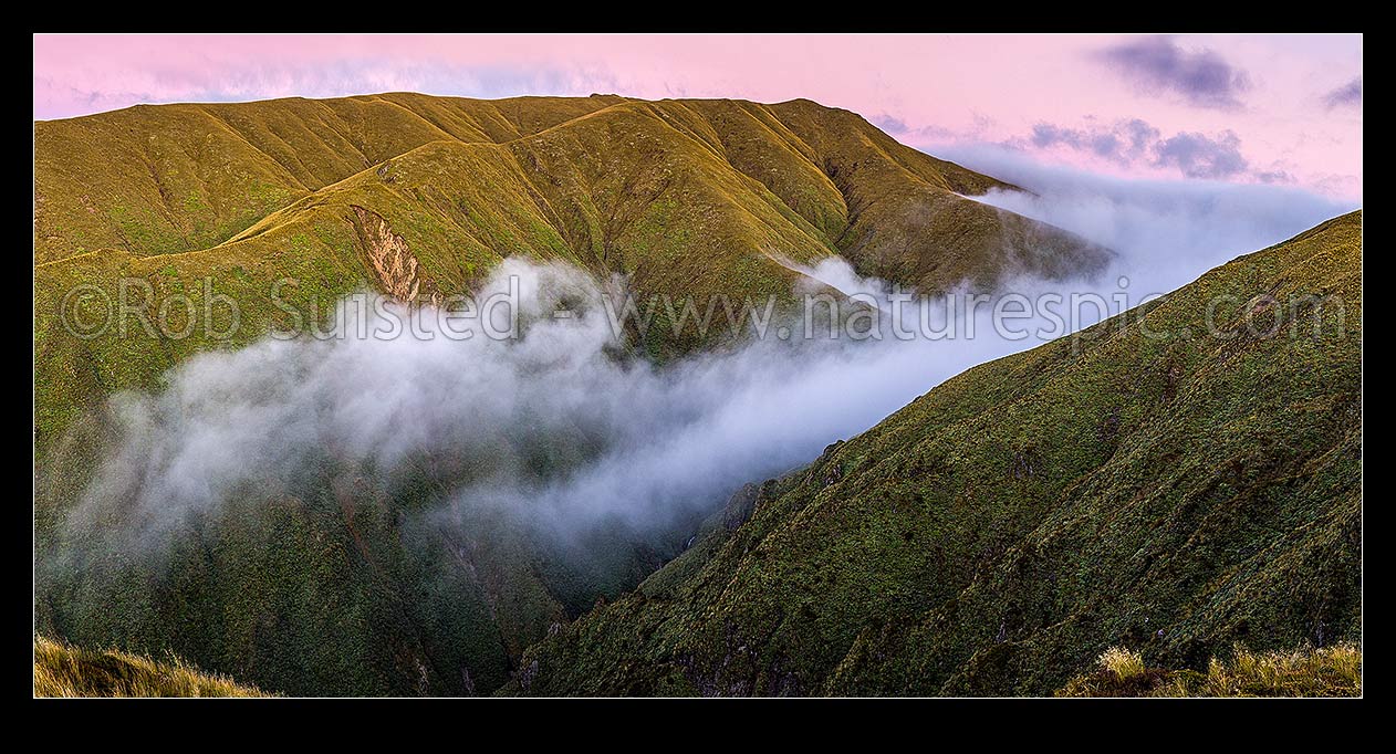 Image of Ruahine Ranges, alpine tussock tops, as cold air inversion cloud pours through the Whanahuia Range saddle at dusk. Maungamahue (1661m). Western Ranges, Ruahine Forest Park, Manawatu District, Manawatu-Wanganui Region, New Zealand (NZ) stock photo image