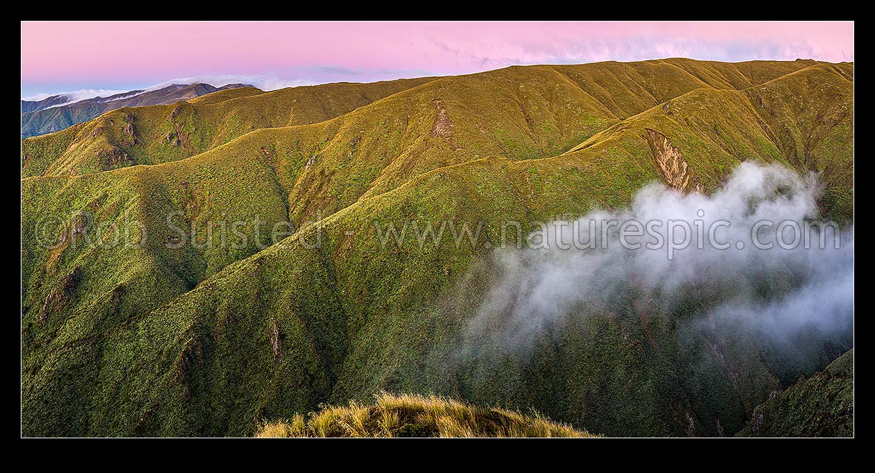 Image of Ruahine Ranges, alpine tussock tops on the Whanahuia Range.at dusk. Hikurangi Range far left. Western Ranges. Panorama, Ruahine Forest Park, Manawatu District, Manawatu-Wanganui Region, New Zealand (NZ) stock photo image