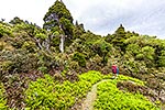 Tramping / Hiking in New Zealand photo