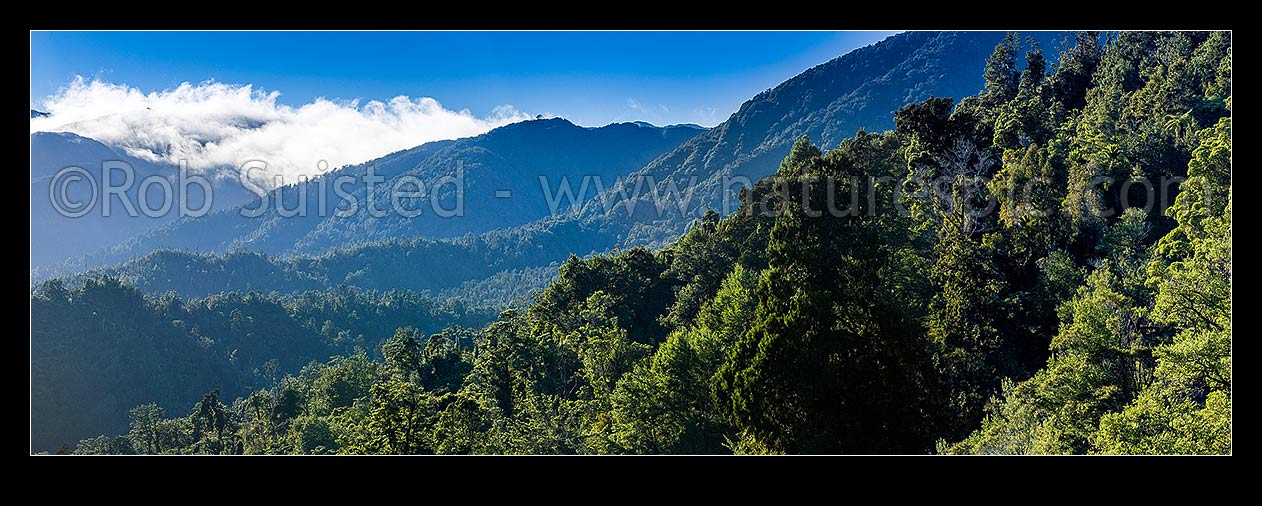 Image of Forested Scarlett and Radiant Ranges above the Little Wanganui River and the Karamea and Mokihinui Forests. Panorama with inversion cloud topping the peaks, Little Wanganui,  Karamea, Buller District, West Coast Region, New Zealand (NZ) stock photo image