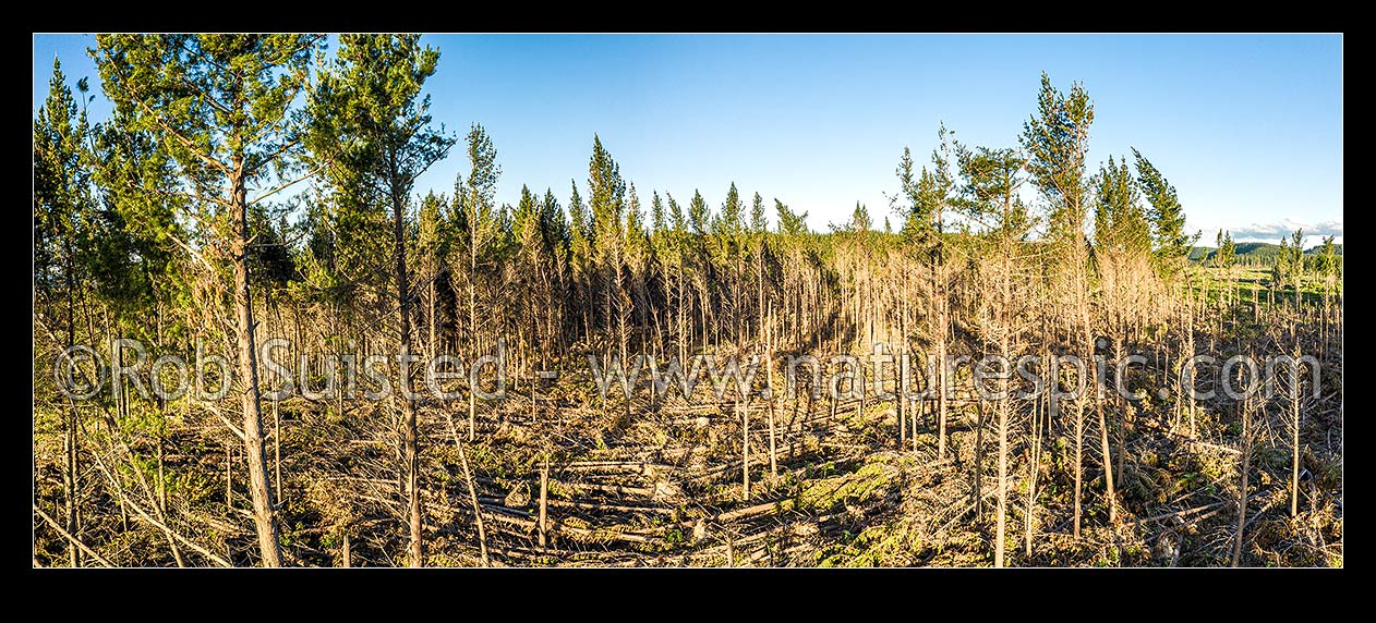 Image of Plantation pine forest destroyed by cyclone storm Gabrielle in February 2023. Pinus radiata forestry, wind felled stand. Aerial panorama, Turangi, Taupo District, Waikato Region, New Zealand (NZ) stock photo image