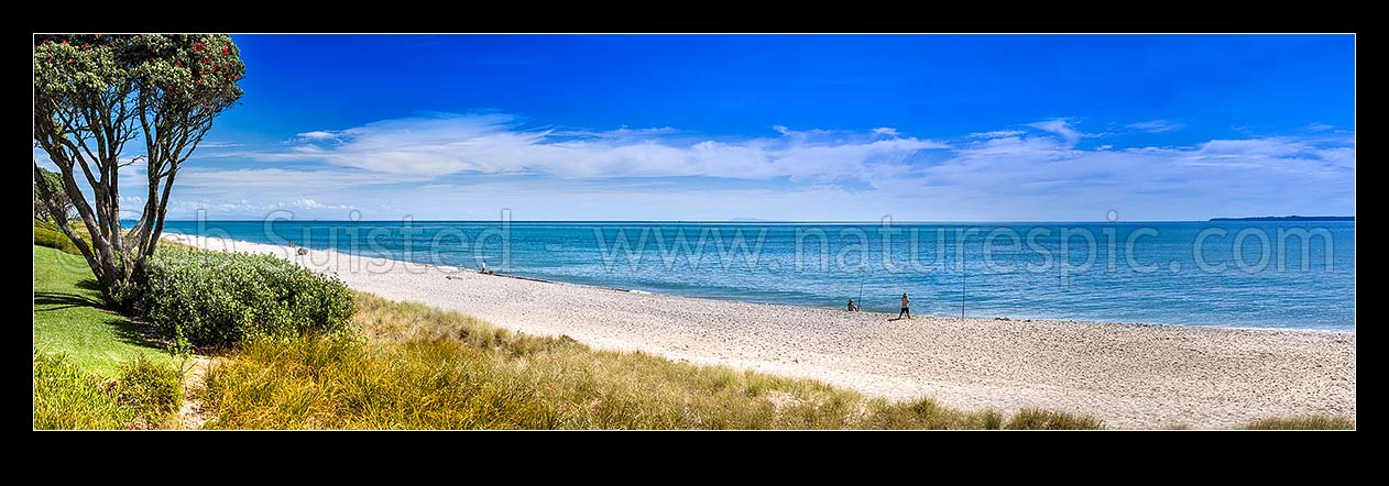 Image of Papamoa Beach panorama, white sand with people enjoying beach. Flowering pohutukawa tree. Motiti Island far right, Papamoa Beach, Tauranga District, Bay of Plenty Region, New Zealand (NZ) stock photo image