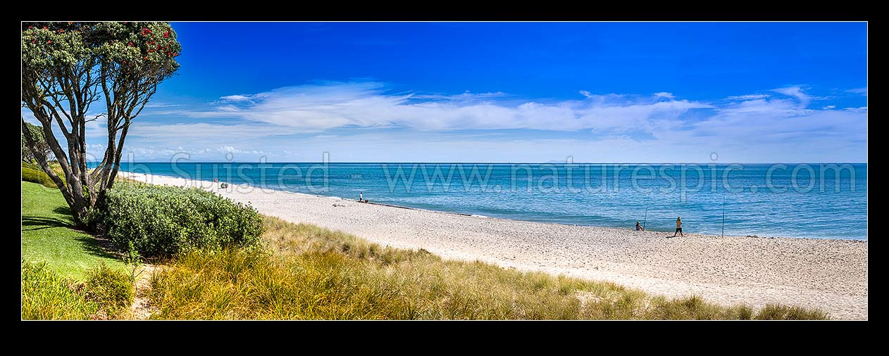 Image of Papamoa Beach panorama, white sand with people enjoying beach. Flowering pohutukawa tree, Papamoa, Tauranga District, Bay of Plenty Region, New Zealand (NZ) stock photo image