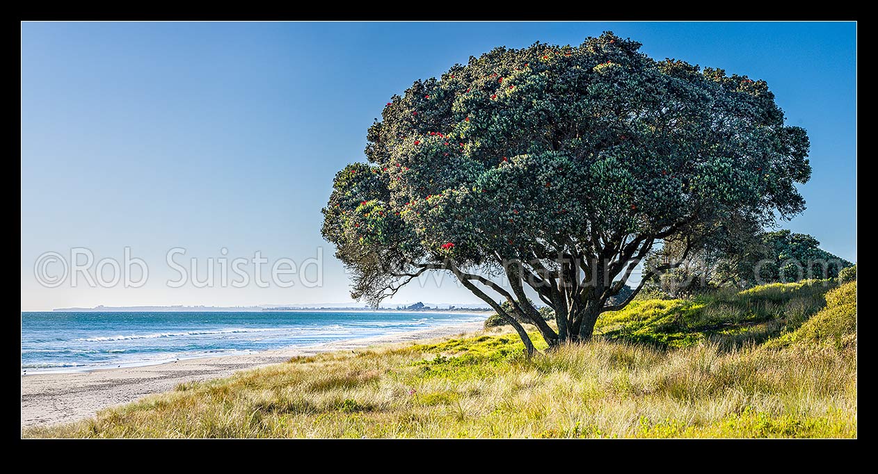 Image of Papamoa Beach with pohutukawa tree in sand dunes. Blue sky panorama, Papamoa Beach, Tauranga District, Bay of Plenty Region, New Zealand (NZ) stock photo image