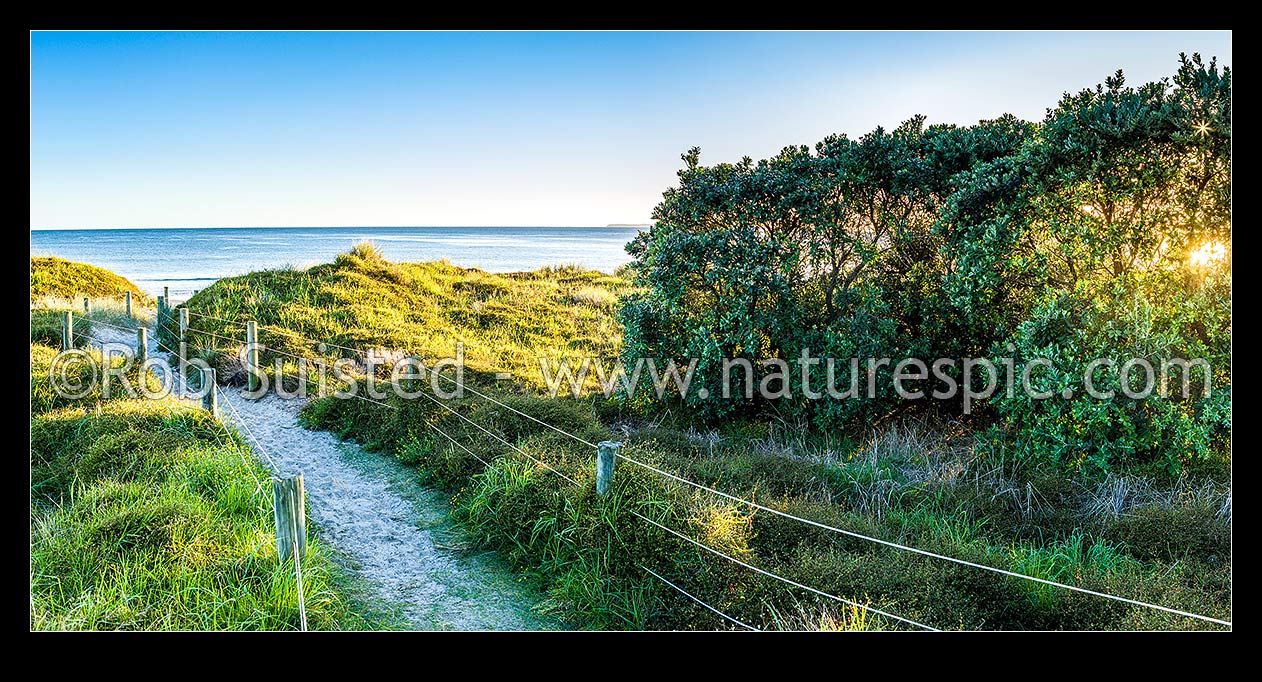 Image of Papamoa Beach access trail through sand dunes at sunrise, with Pohutukawa trees glowing golden. Panorama, Papamoa Beach, Tauranga District, Bay of Plenty Region, New Zealand (NZ) stock photo image