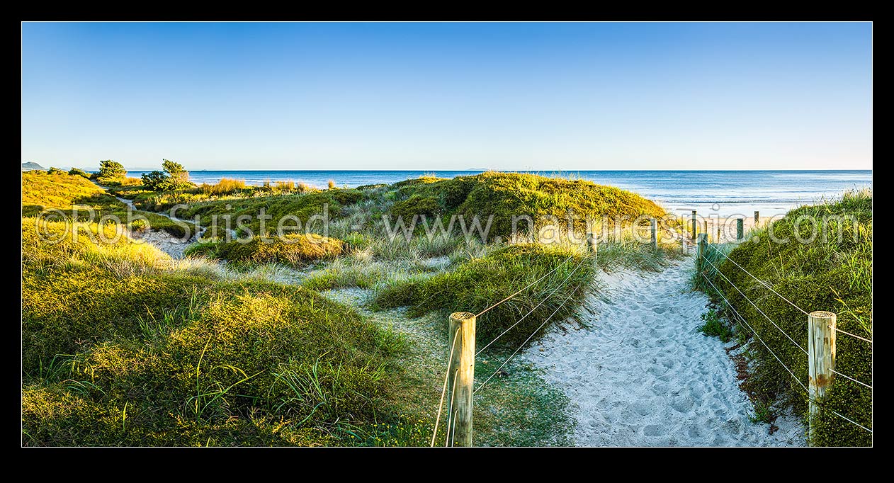 Image of Papamoa Beach at dawn, showing access walking trail through sand dunes, in morning light. Panorama, Papamoa Beach, Tauranga District, Bay of Plenty Region, New Zealand (NZ) stock photo image