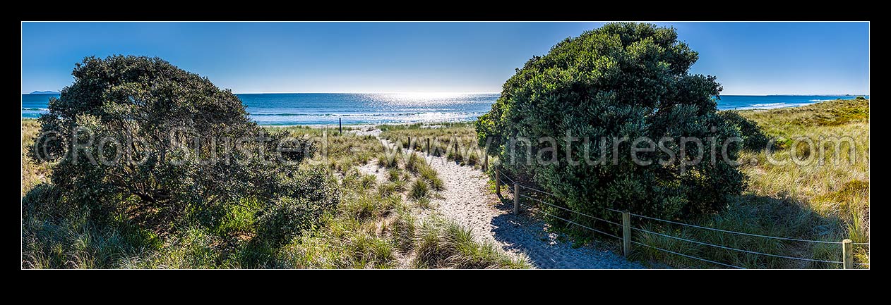 Image of Papamoa Beach and sand dunes access trail through sand dunes amongst pohutukawa trees. Panorama, Papamoa Beach, Tauranga District, Bay of Plenty Region, New Zealand (NZ) stock photo image