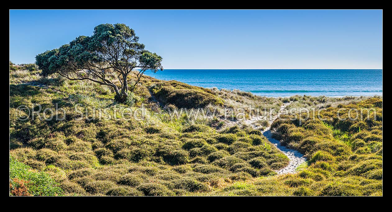 Image of Papamoa Beach and sand dunes with an access trail winding through sand dunes past pohutukawa tree. Panorama, Papamoa Beach, Tauranga District, Bay of Plenty Region, New Zealand (NZ) stock photo image