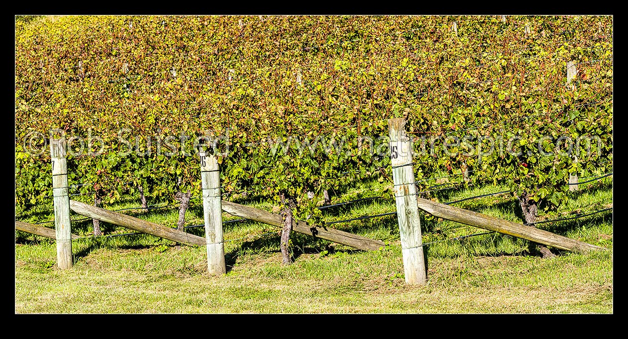 Image of Vineyard rows of grapevines. Early autumn. Panorama, Havelock North, Hastings District, Hawke's Bay Region, New Zealand (NZ) stock photo image