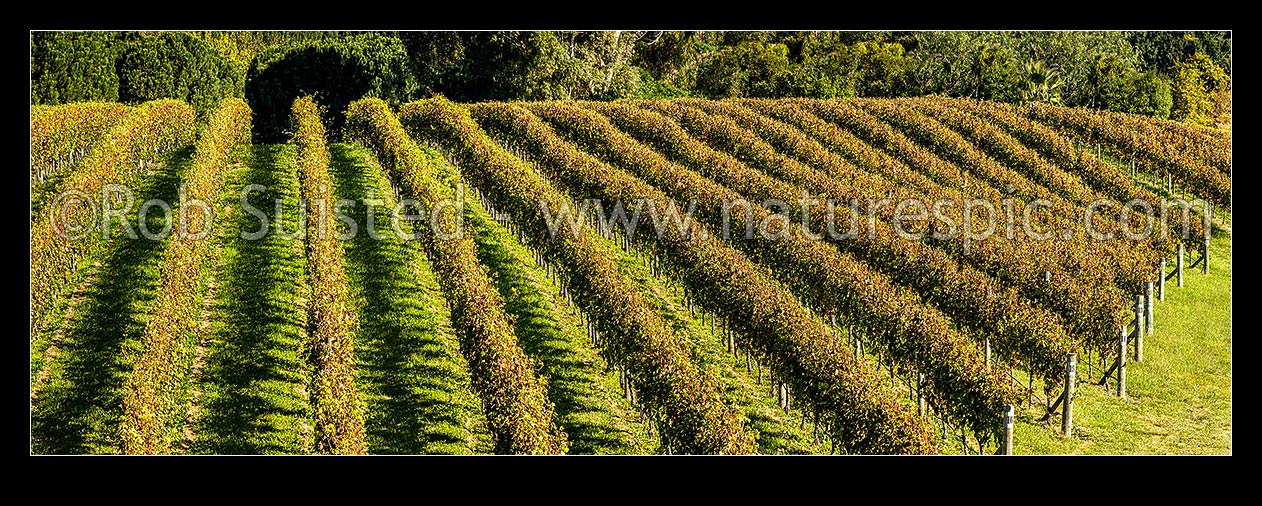 Image of Grapevines in vineyard. Vine rows in early autumn. Panorama, Havelock North, Hastings District, Hawke's Bay Region, New Zealand (NZ) stock photo image