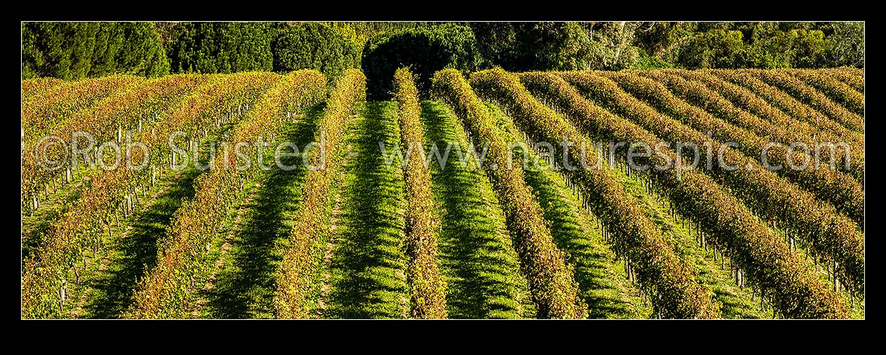 Image of Grapevines in vineyard. Vine rows in early autumn. Panorama, Havelock North, Hastings District, Hawke's Bay Region, New Zealand (NZ) stock photo image