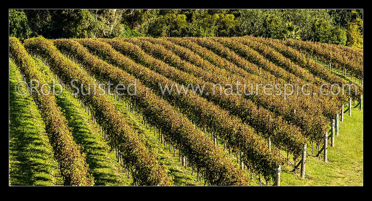 Image of Grapevines in vineyard. Vine rows in early autumn, Havelock North, Hastings District, Hawke's Bay Region, New Zealand (NZ) stock photo image