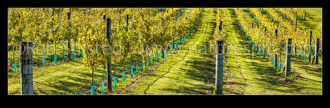 Image of Young grapevines in vineyard, back lit by early autumn sunlight. Panorama, Havelock North, Hastings District, Hawke's Bay Region, New Zealand (NZ) stock photo image