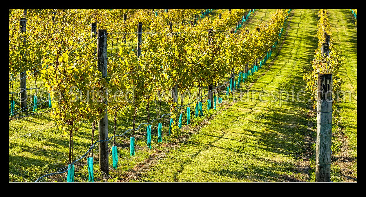 Image of Young grapevines in vineyard, back lit by early autumn sunlight. Panorama, Havelock North, Hastings District, Hawke's Bay Region, New Zealand (NZ) stock photo image