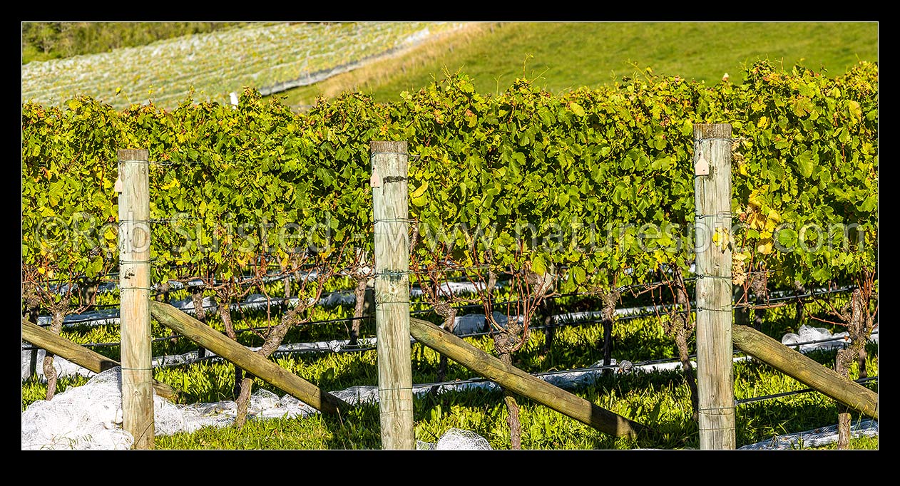 Image of Grapevine rows in vineyard, uncovered with netting for harvesting. Mid Autumn. Panorama, Havelock North, Hastings District, Hawke's Bay Region, New Zealand (NZ) stock photo image