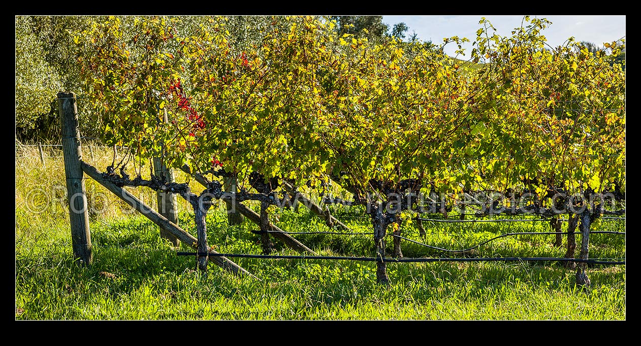 Image of Grape vineyard with grape leaves backlit by mid autumn sunlight, around harvest time. Panorama, Havelock North, Hastings District, Hawke's Bay Region, New Zealand (NZ) stock photo image