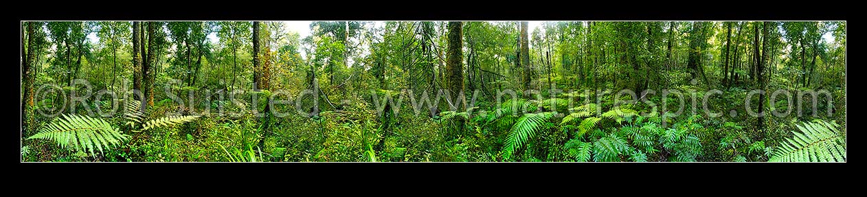 Image of Native rainforest interior with tree ferns and rimu trees. Massive panorama, Hokitika, Westland District, West Coast Region, New Zealand (NZ) stock photo image