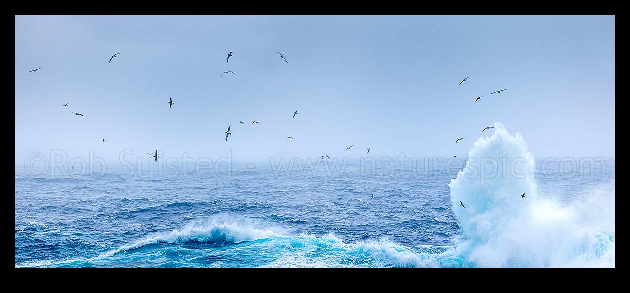 Image of Bounty Islands seascape with reef breaking waves, and mollymawks soaring above this remote barren rocky island group. Moutere Hauriri. Panorama, Bounty Islands, NZ Sub Antarctic District, NZ Sub Antarctic Region, New Zealand (NZ) stock photo image