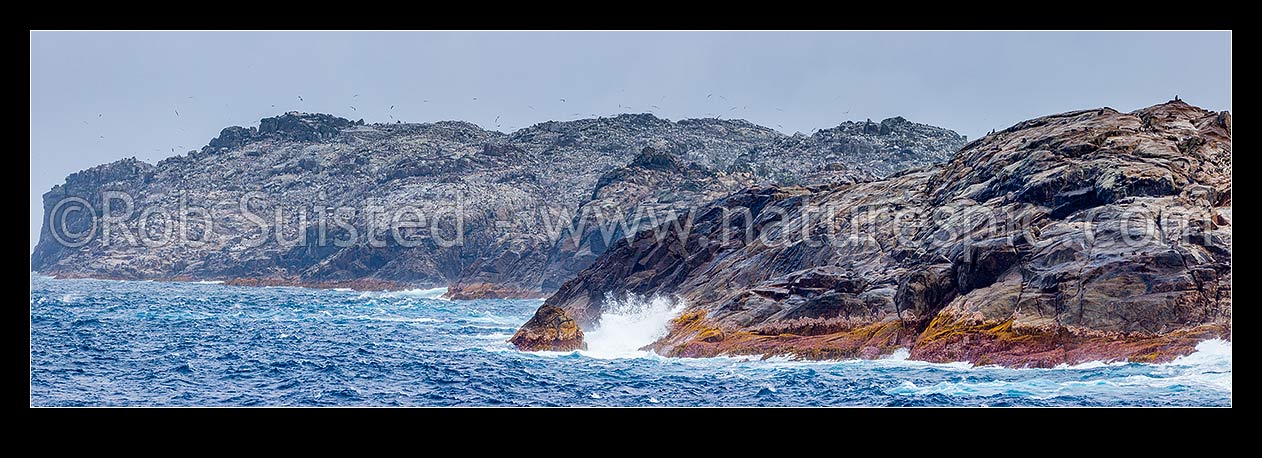 Image of Bounty Islands (Moutere Hauriri) amongst Main Group, Depot Island beyond Lion Island with penguin, albatross and NZ fur seals crowding the rocky landscape. Panorama, Bounty Islands, NZ Sub Antarctic District, NZ Sub Antarctic Region, New Zealand (NZ) stock photo image