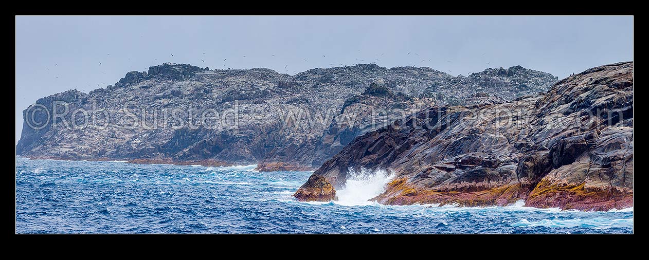 Image of Bounty Islands (Moutere Hauriri) amongst Main Group, Depot Island beyond Lion Island with penguin, albatross and NZ fur seals crowding the rocky landscape. Panorama, Bounty Islands, NZ Sub Antarctic District, NZ Sub Antarctic Region, New Zealand (NZ) stock photo image