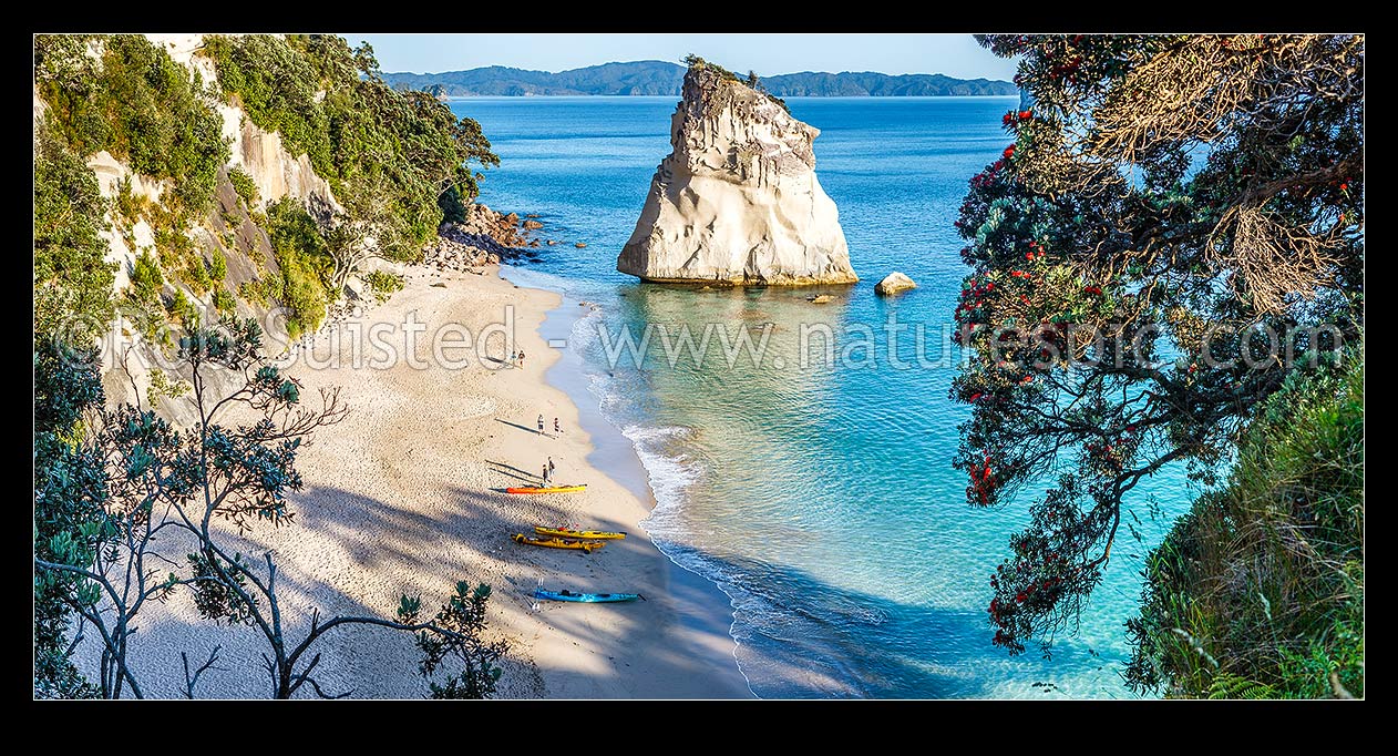 Image of Cathedral Cove beach with early morning kayakers on beach, having kayaked to the beach. Flowering pohutukawa tree overhanging on right. Panorama, Hahei, Thames-Coromandel District, Waikato Region, New Zealand (NZ) stock photo image