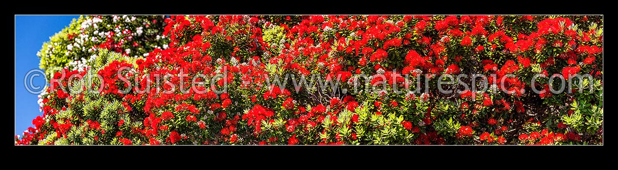 Image of Pohutukawa tree flowering in summer (Metrosideros excelsa). Pohutukawa flowers. Large panorama mural file of multiple frames, New Zealand (NZ) stock photo image