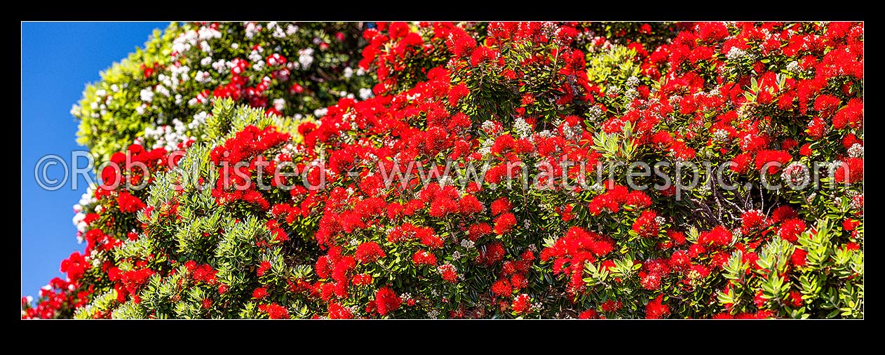 Image of Pohutukawa tree flowering in summer (Metrosideros excelsa). Pohutukawa flowers. Large panorama mural file of multiple frames, New Zealand (NZ) stock photo image