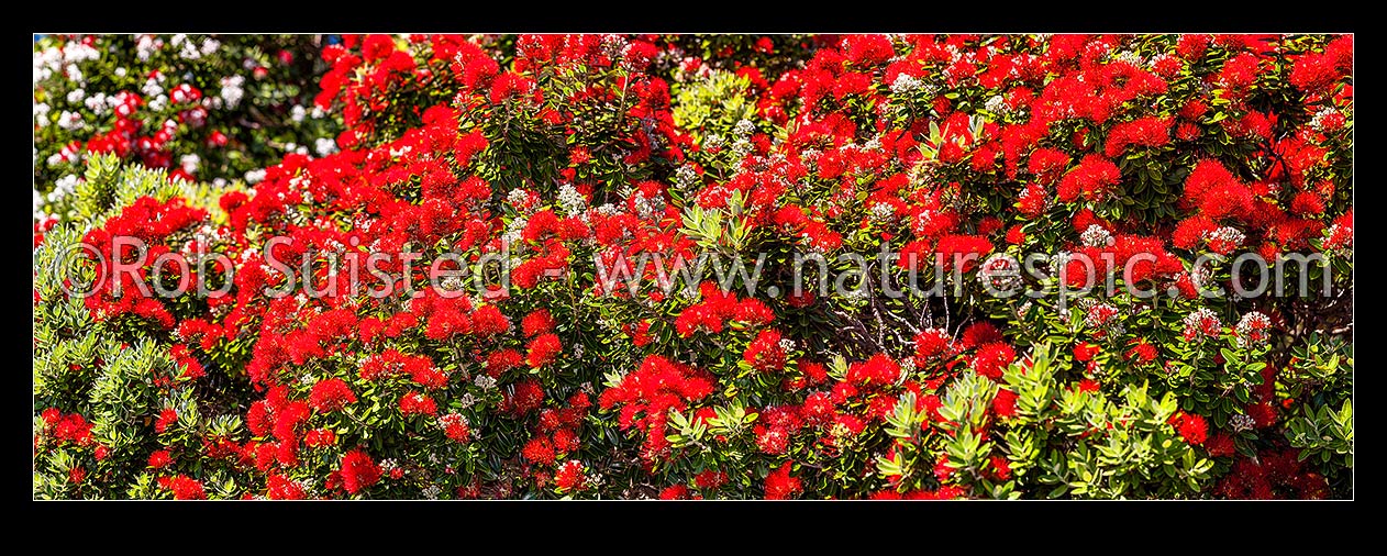 Image of Pohutukawa tree flowering in summer (Metrosideros excelsa). Pohutukawa flowers. Large panorama mural file of multiple frames, New Zealand (NZ) stock photo image