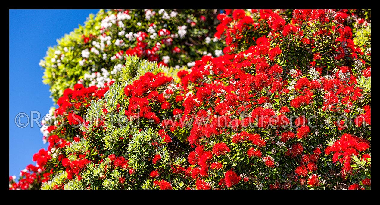 Image of Pohutukawa tree flowering in summer (Metrosideros excelsa). Pohutukawa flowers. Large panorama mural file of multiple frames, New Zealand (NZ) stock photo image