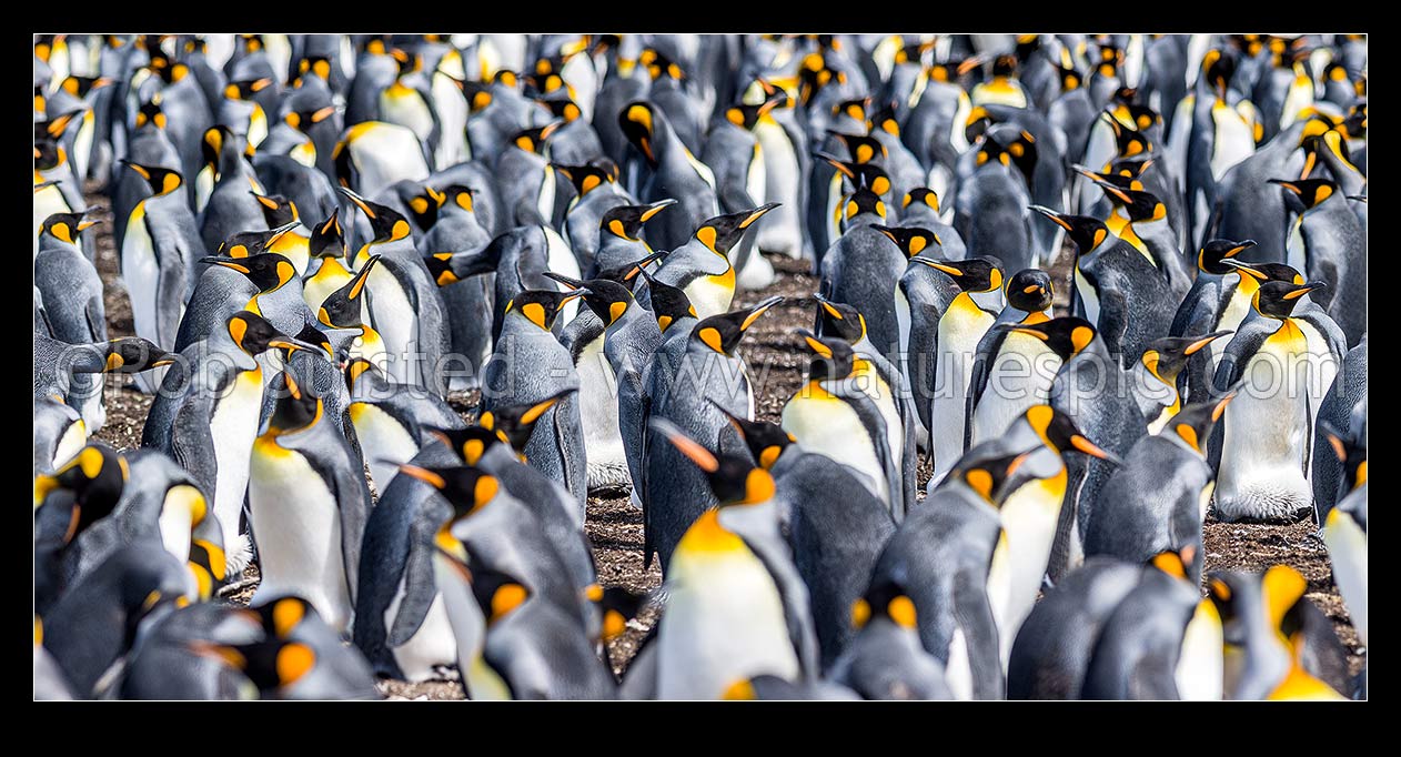 Image of King Penguin colony (Aptenodytes patagonicus) with thousands of breeding pairs. Panorama, Falkland Islands stock photo image