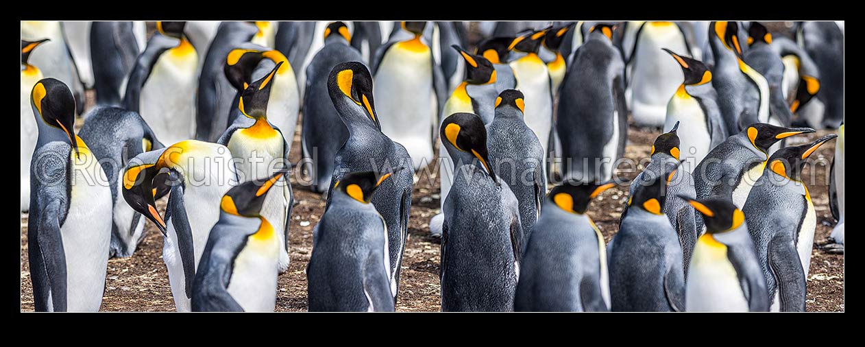 Image of King Penguin colony (Aptenodytes patagonicus). A closeup section of thousands of breeding pairs incubating eggs and preening. Panorama, Falkland Islands stock photo image