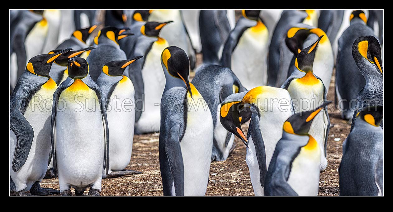 Image of King Penguin colony (Aptenodytes patagonicus). A closeup section of thousands of breeding pairs incubating eggs and preening. Panorama, Falkland Islands stock photo image