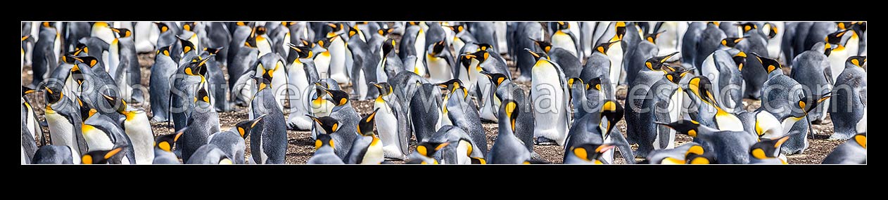 Image of King Penguin colony (Aptenodytes patagonicus). A closeup section of thousands of breeding pairs incubating eggs and preening. Panorama, Falkland Islands stock photo image