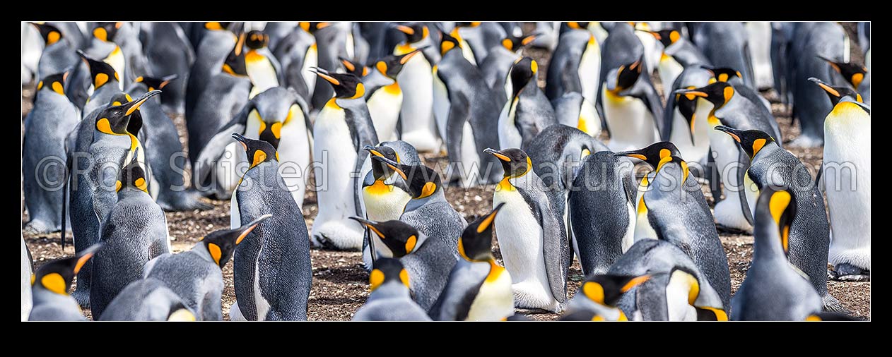 Image of King Penguin colony (Aptenodytes patagonicus). A closeup section of thousands of breeding pairs incubating eggs and preening. Panorama, Falkland Islands stock photo image