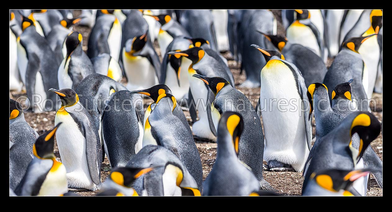 Image of King Penguin colony (Aptenodytes patagonicus). A closeup section of thousands of breeding pairs incubating eggs and preening. Panorama, Falkland Islands stock photo image