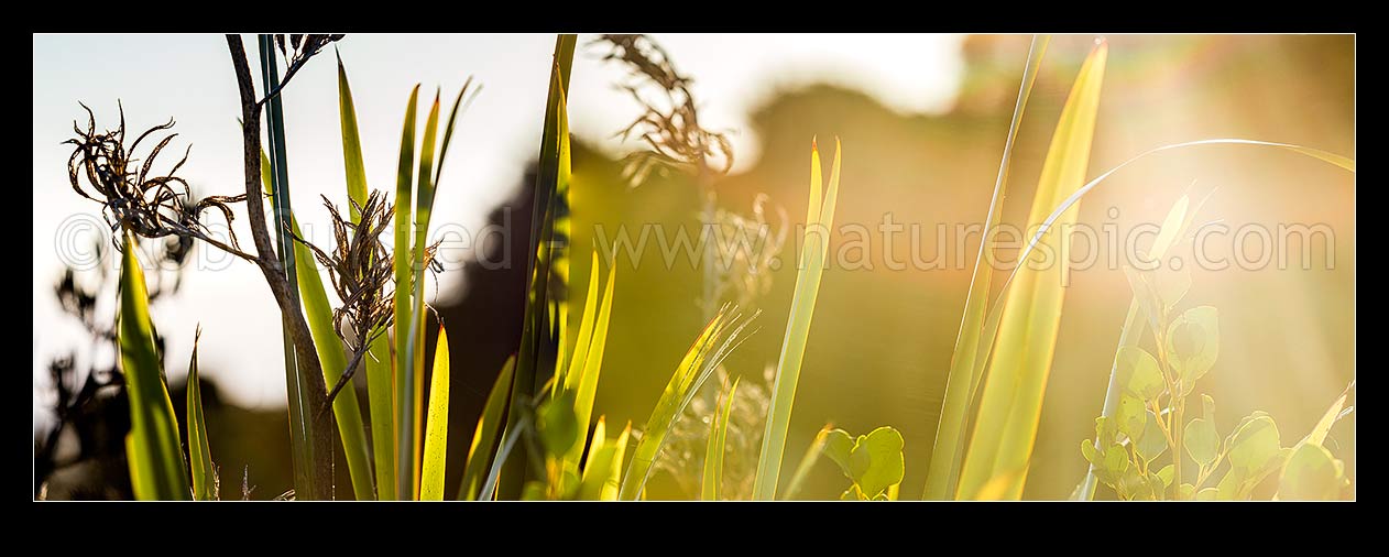 Image of Flax leaves backlit and glowing green by afternoon sunlight (Phormium tenax), with broadleaf (Griselinia littoralis). Panorama, New Zealand (NZ) stock photo image