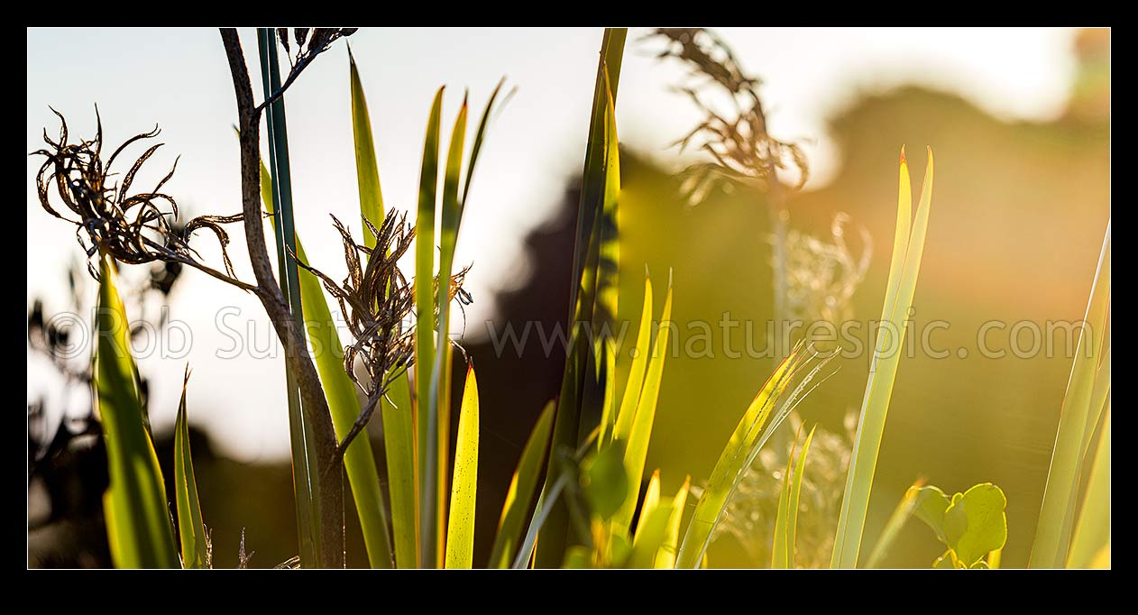 Image of Flax leaves backlit and glowing green by afternoon sunlight (Phormium tenax), with broadleaf (Griselinia littoralis). Panorama, New Zealand (NZ) stock photo image