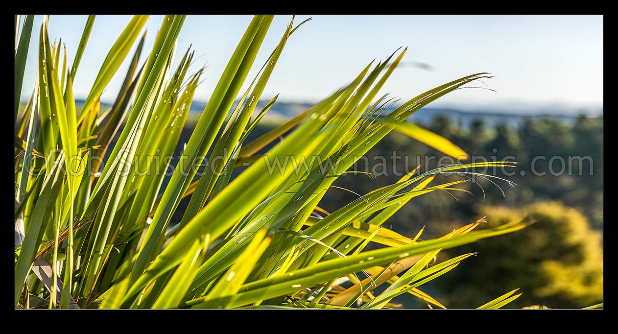 Image of Flax leaves backlit and glowing green by afternoon sunlight (Phormium tenax). Panorama with rural backdrop, New Zealand (NZ) stock photo image