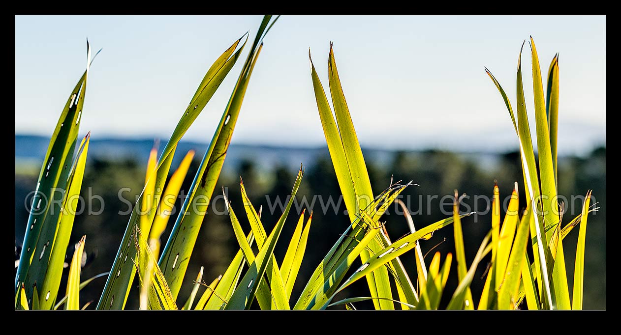 Image of Flax leaves backlit and glowing green by afternoon sunlight (Phormium tenax). Panorama with rural backdrop, New Zealand (NZ) stock photo image