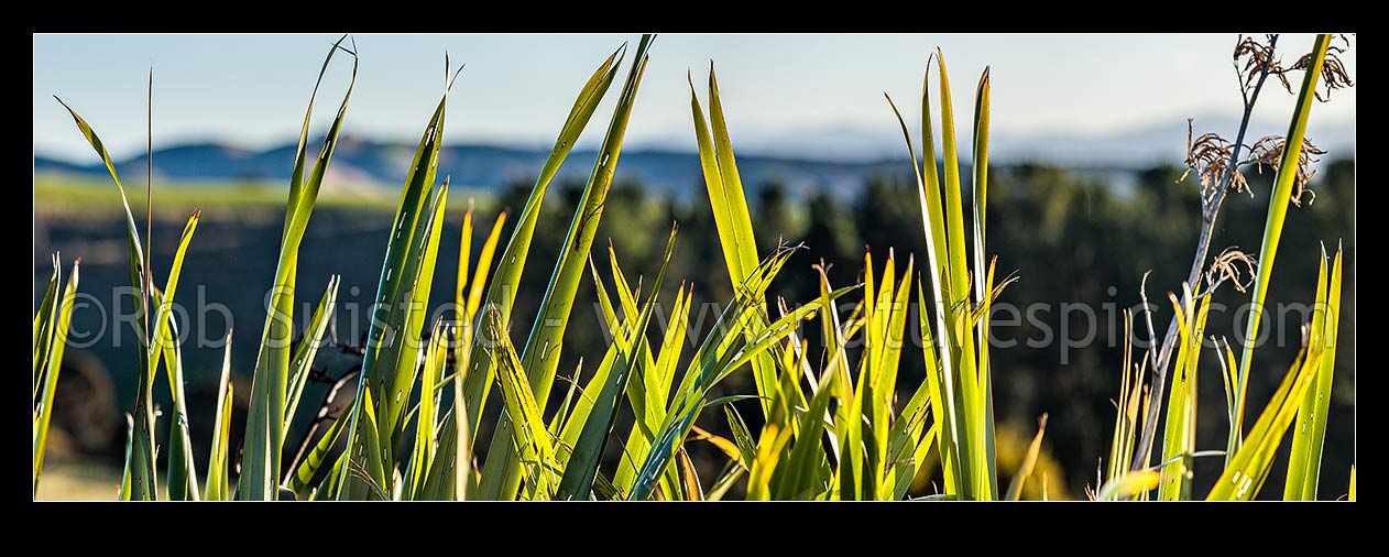 Image of Flax leaves backlit and glowing green by afternoon sunlight (Phormium tenax). Panorama with rural backdrop, New Zealand (NZ) stock photo image