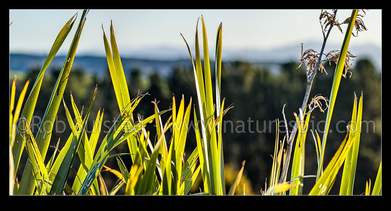 Image of Flax leaves backlit and glowing green by afternoon sunlight (Phormium tenax). Panorama with rural backdrop, New Zealand (NZ) stock photo image