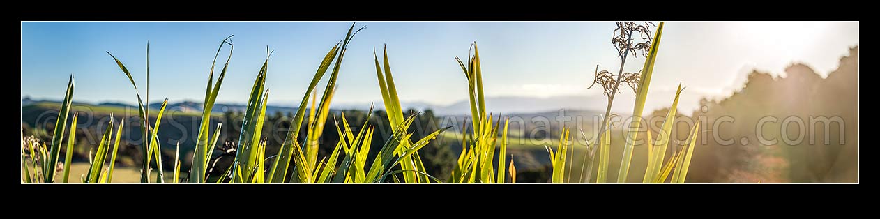 Image of Flax leaves backlit and glowing green by afternoon sunlight (Phormium tenax). Panorama with rural backdrop, New Zealand (NZ) stock photo image